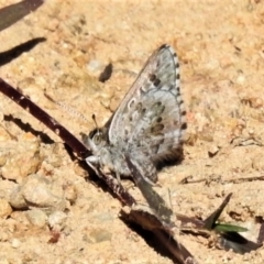 Lucia limbaria at Molonglo River Reserve - 17 Apr 2020