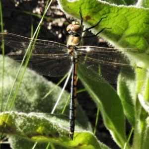 Hemicordulia tau at Molonglo Valley, ACT - 17 Apr 2020