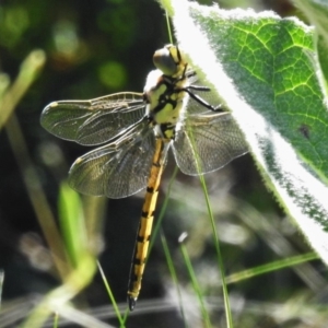 Hemicordulia tau at Molonglo Valley, ACT - 17 Apr 2020