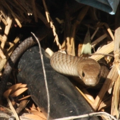 Pseudonaja textilis (Eastern Brown Snake) at Flynn, ACT - 22 Mar 2020 by els.wynen@elspl.com.au