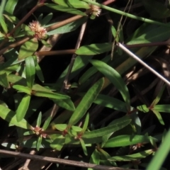 Alternanthera denticulata (Lesser Joyweed) at Harrison, ACT - 13 Mar 2020 by AndyRoo