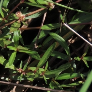 Alternanthera denticulata at Harrison, ACT - 13 Mar 2020