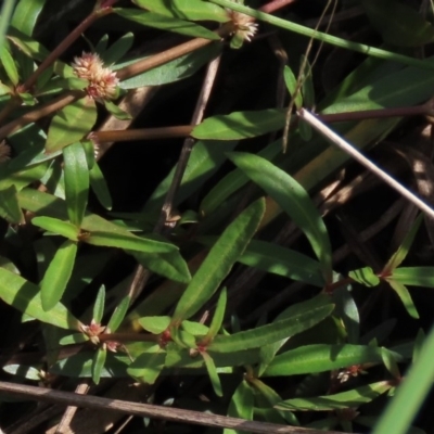 Alternanthera denticulata (Lesser Joyweed) at Harrison, ACT - 13 Mar 2020 by AndyRoo