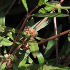 Alternanthera denticulata at Harrison, ACT - 13 Mar 2020