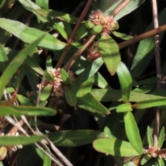 Alternanthera denticulata at Harrison, ACT - 13 Mar 2020