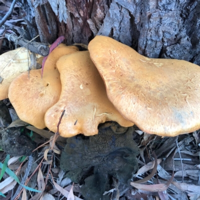 Gymnopilus junonius (Spectacular Rustgill) at The Pinnacle - 16 Apr 2020 by Jar