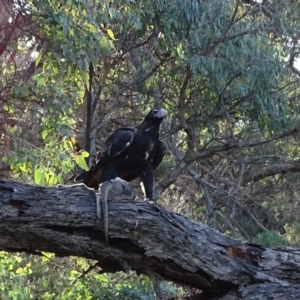 Aquila audax at Jerrabomberra, ACT - 17 Apr 2020