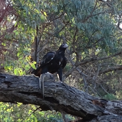 Aquila audax (Wedge-tailed Eagle) at Jerrabomberra, ACT - 17 Apr 2020 by Mike