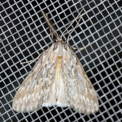 Ciampa arietaria (Brown Pasture Looper Moth) at O'Connor, ACT - 16 Apr 2020 by ibaird