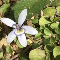 Isotoma fluviatilis subsp. australis (Swamp Isotome) at Lower Boro, NSW - 16 Apr 2020 by mcleana