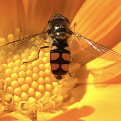 Melangyna viridiceps (Hover fly) at Lower Boro, NSW - 16 Apr 2020 by mcleana