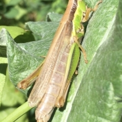 Bermius brachycerus (A grasshopper) at Lower Boro, NSW - 17 Apr 2020 by mcleana