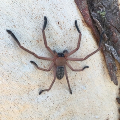 Delena cancerides (Social huntsman spider) at Lower Boro, NSW - 12 Apr 2020 by mcleana