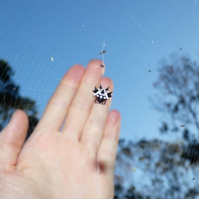 Austracantha minax (Christmas Spider, Jewel Spider) at Deakin, ACT - 17 Apr 2020 by Ct1000