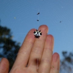 Austracantha minax at Deakin, ACT - 17 Apr 2020 04:21 PM