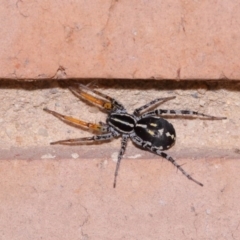 Nyssus coloripes at Evatt, ACT - 30 Oct 2015 04:18 PM