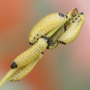 Paropsisterna fastidiosa at Michelago, NSW - 30 Mar 2020