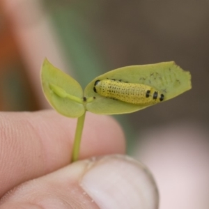 Paropsisterna fastidiosa at Michelago, NSW - 30 Mar 2020