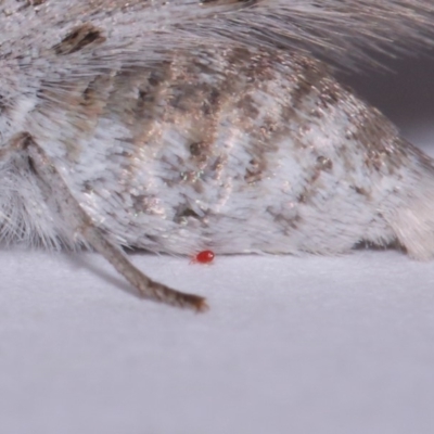 Acari (informal subclass) (Unidentified mite) at Evatt, ACT - 31 Oct 2015 by TimL