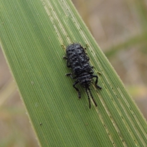 Hispellinus multispinosus at Tuggeranong DC, ACT - 15 Jan 2020