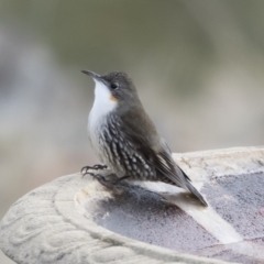 Cormobates leucophaea (White-throated Treecreeper) at Michelago, NSW - 24 Jun 2019 by Illilanga