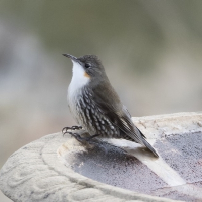 Cormobates leucophaea (White-throated Treecreeper) at Michelago, NSW - 24 Jun 2019 by Illilanga