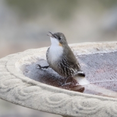 Cormobates leucophaea at Michelago, NSW - 24 Jun 2019