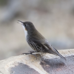 Cormobates leucophaea at Michelago, NSW - 24 Jun 2019