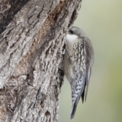 Cormobates leucophaea at Michelago, NSW - 24 Jun 2019