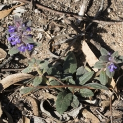 Ajuga australis (Austral Bugle) at Strike-a-Light TSR - 6 Apr 2020 by Illilanga