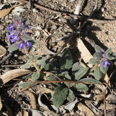 Ajuga australis (Austral Bugle) at Bredbo, NSW - 6 Apr 2020 by Illilanga