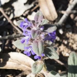 Ajuga australis at Bredbo, NSW - 7 Apr 2020