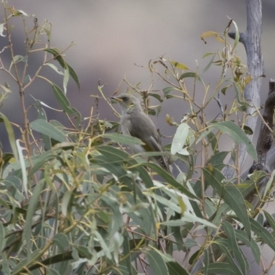 Ptilotula fusca (Fuscous Honeyeater) at Michelago, NSW - 5 Apr 2020 by Illilanga