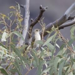 Ptilotula fusca at Michelago, NSW - 5 Apr 2020