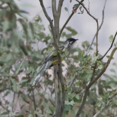 Anthochaera carunculata (Red Wattlebird) at Michelago, NSW - 5 Apr 2020 by Illilanga