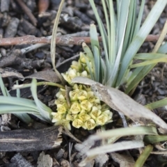 Lomandra bracteata (Small Matrush) at Michelago, NSW - 22 Mar 2020 by Illilanga