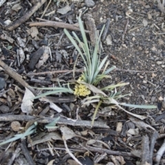 Lomandra bracteata at Illilanga & Baroona - 23 Mar 2020