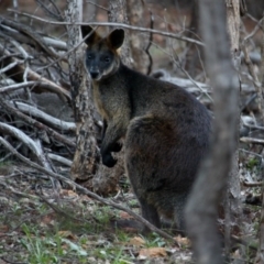 Wallabia bicolor (Swamp Wallaby) at Red Hill Nature Reserve - 16 Apr 2020 by Willcath80