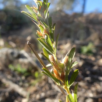 Lespedeza juncea subsp. sericea (Chinese Lespedeza) at Googong, NSW - 17 Apr 2020 by Wandiyali
