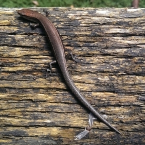 Lampropholis delicata at Cook, ACT - 29 Mar 2014