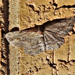 Ectropis excursaria (Common Bark Moth) at Wanniassa, ACT - 18 Apr 2020 by JohnBundock
