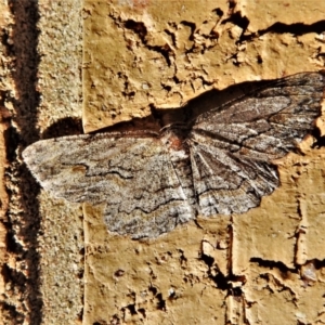 Ectropis excursaria at Wanniassa, ACT - 18 Apr 2020