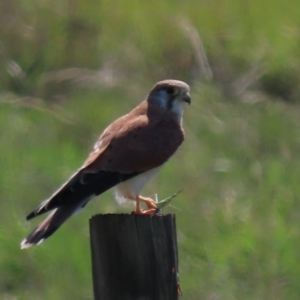 Falco cenchroides at Franklin, ACT - 13 Mar 2020 04:16 PM