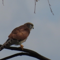 Falco cenchroides at Franklin, ACT - 13 Mar 2020 04:16 PM