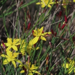 Tricoryne elatior at Franklin, ACT - 13 Mar 2020