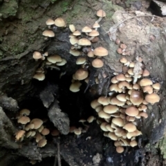 Hypholoma fasciculare (Hypholoma fasciculare) at Wattamolla, NSW - 17 Apr 2020 by WattaWanderer