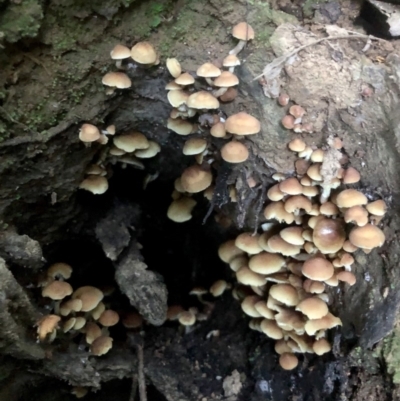 Hypholoma fasciculare (Hypholoma fasciculare) at Wattamolla, NSW - 17 Apr 2020 by WattaWanderer