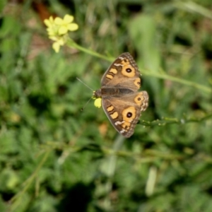 Junonia villida at Deakin, ACT - 15 Apr 2020