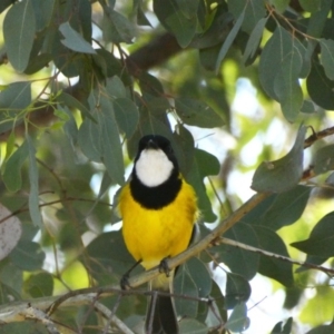 Pachycephala pectoralis at Deakin, ACT - 15 Apr 2020