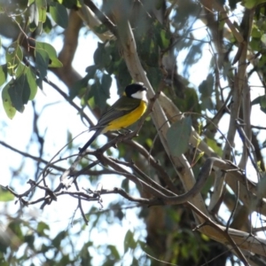 Pachycephala pectoralis at Deakin, ACT - 15 Apr 2020